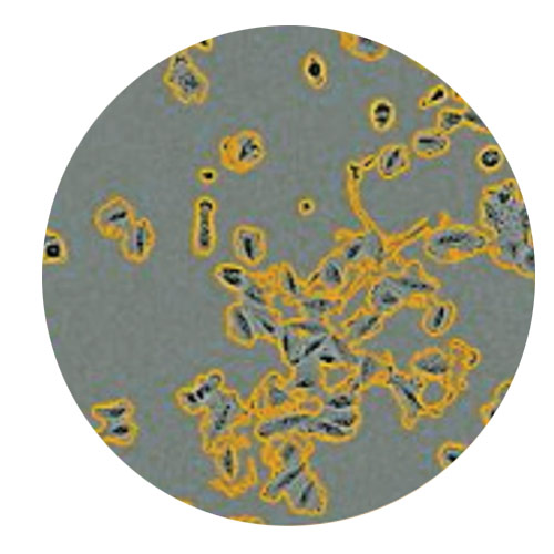 Proliferation-Cell Count